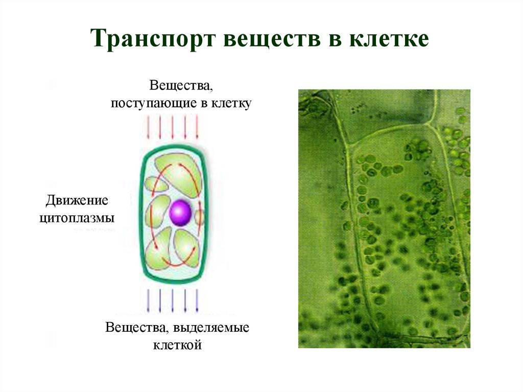 Этапы движения клетки. Транспорт веществ в растительной клетке. Транспорт веществ в организме растений.