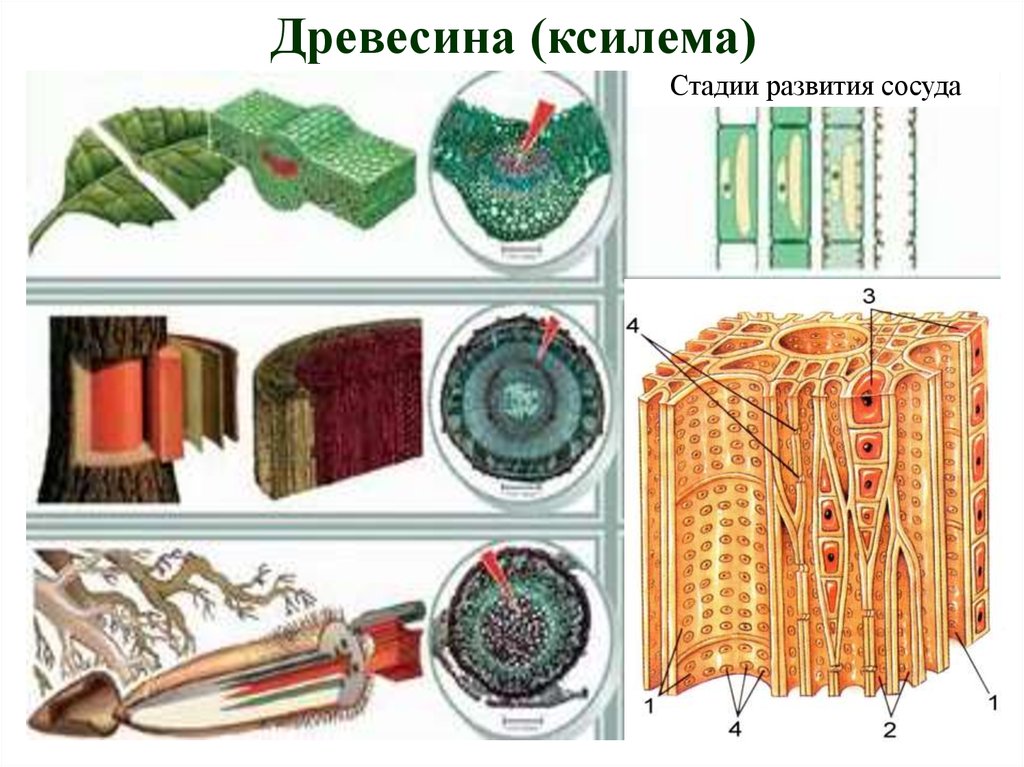 Клетки ксилемы живые