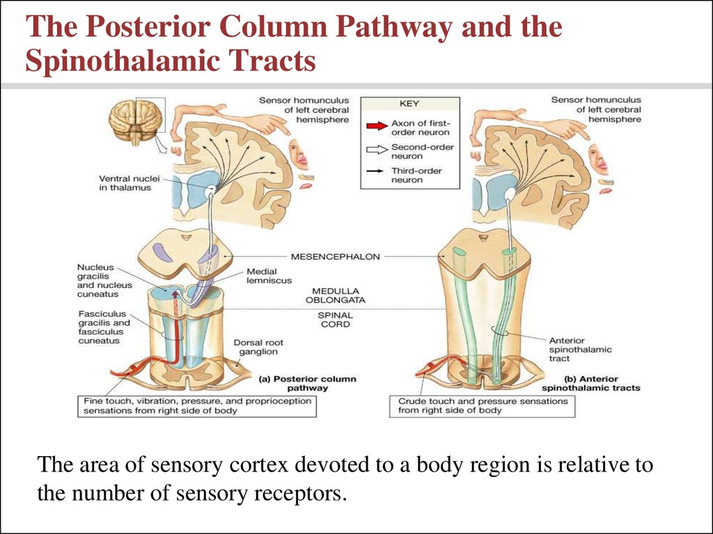 General physiology of receptors system. Somatic sensations: the tactile