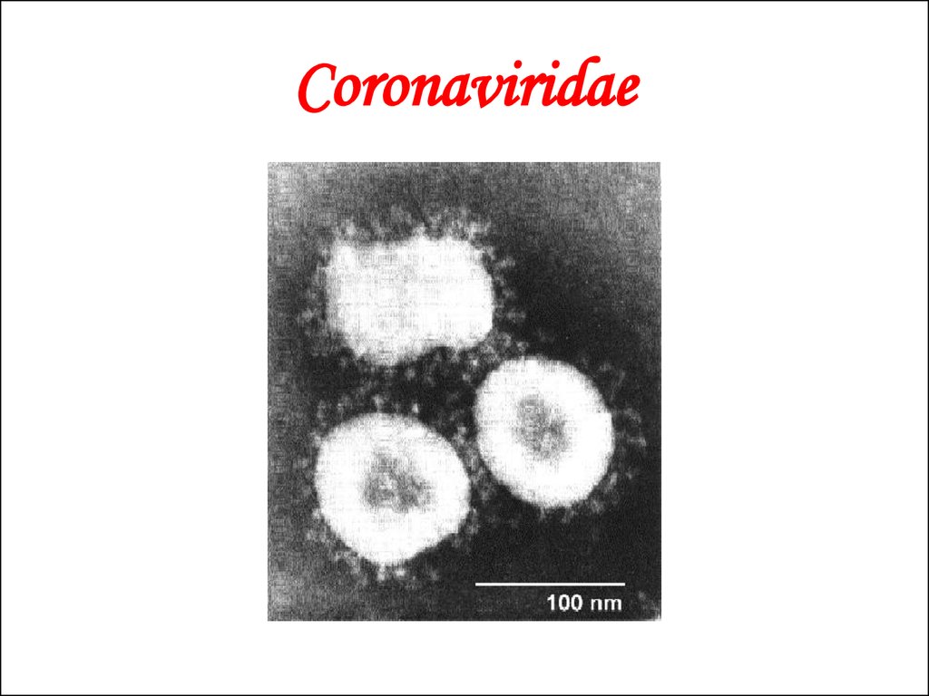 Coronaviridae