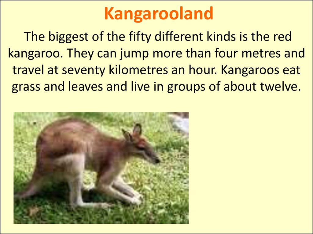 Английский язык написать про животного. Животные Австралии на английском языке. Рассказ о кенгуру на английском. Проект по английскому языку животные Австралии. Про кенгуру на английском 3 класс.