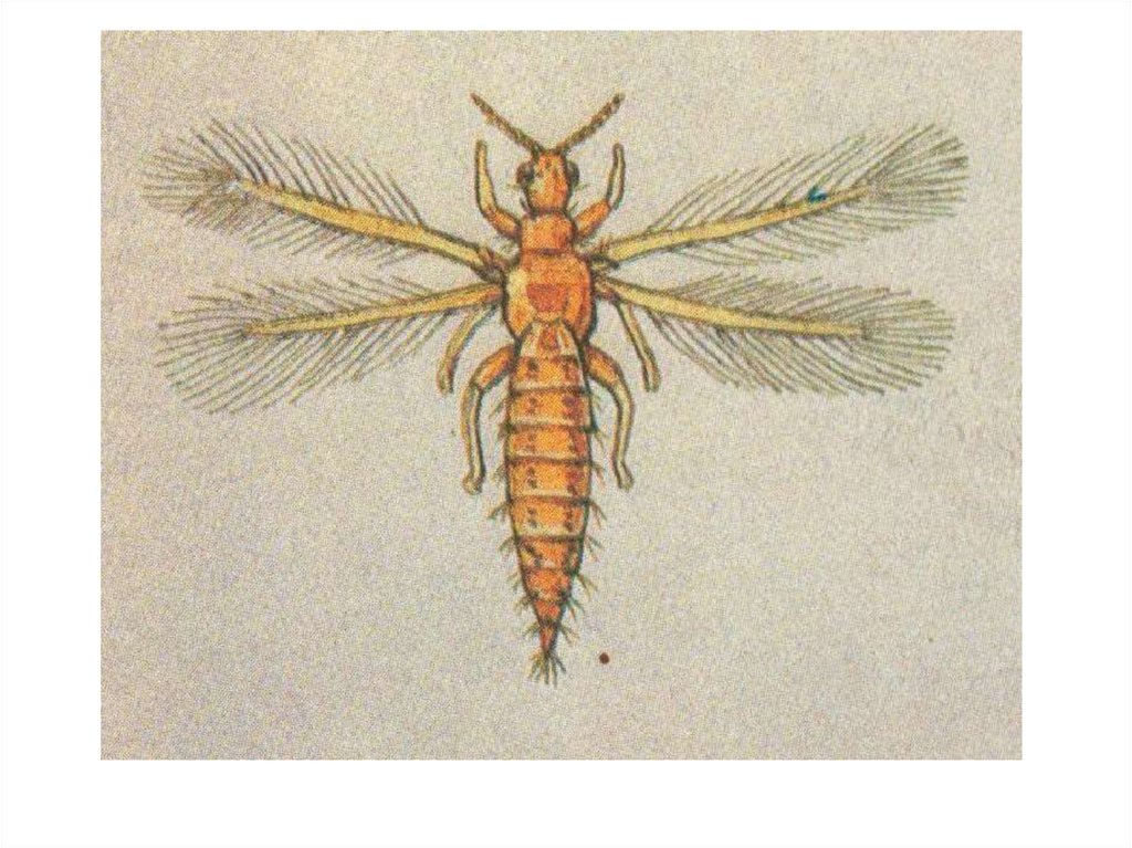 Насекомые имеют 3 отдела. Скрыточелюстные насекомые. Первичнобескрылое насекомое. Новокрылые насекомые представители. Систематическая коллекция насекомых.