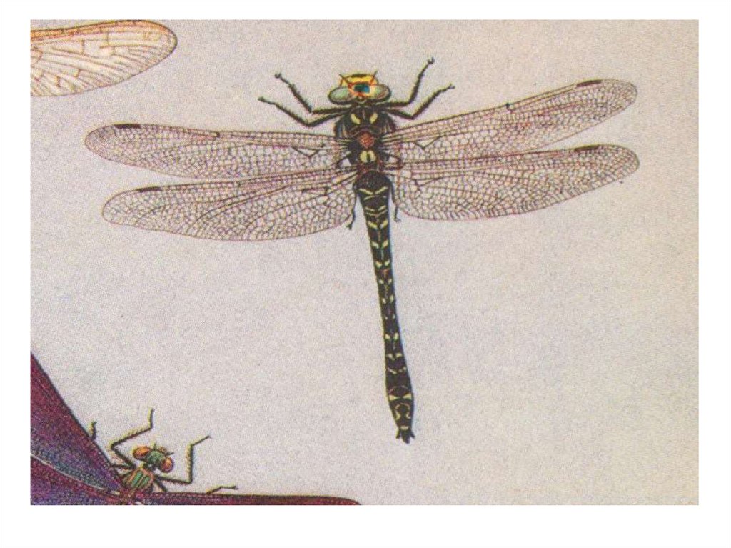 Насекомые имеют 3 отдела. Энтомология классификация насекомых. Плавильщиков определитель насекомых. Насекомые в ОАЭ. Инфракласс Paleoptera – древнекрылые.