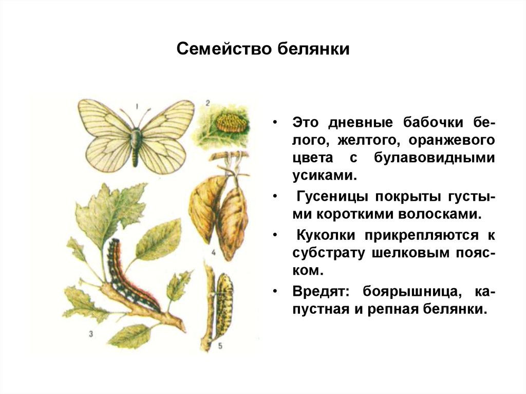 Какой тип питания характерен для крапивницы изображенной на рисунке 1 обоснуйте свой ответ