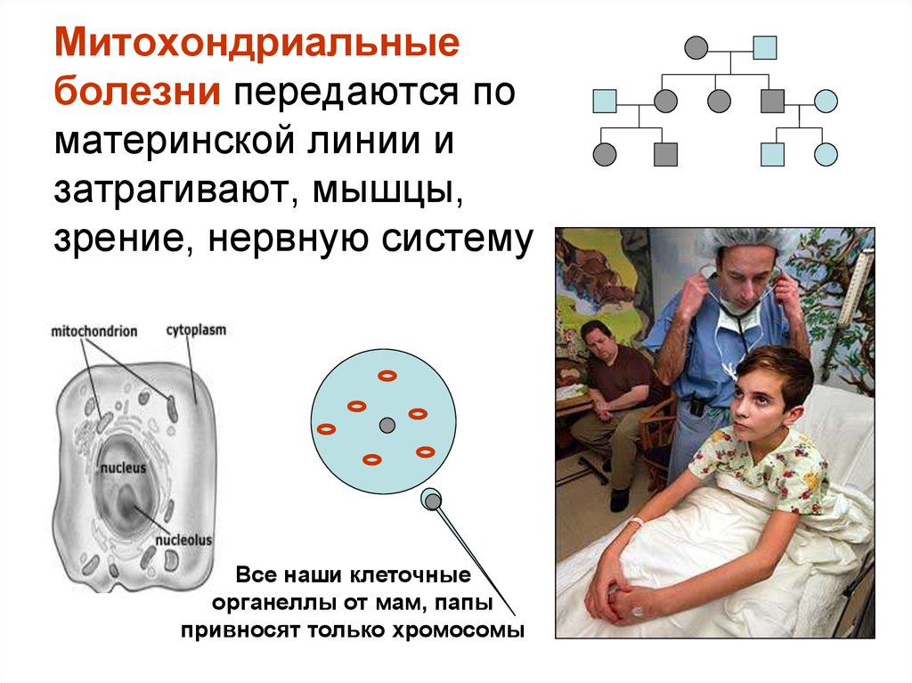 Митохондриальные болезни презентация