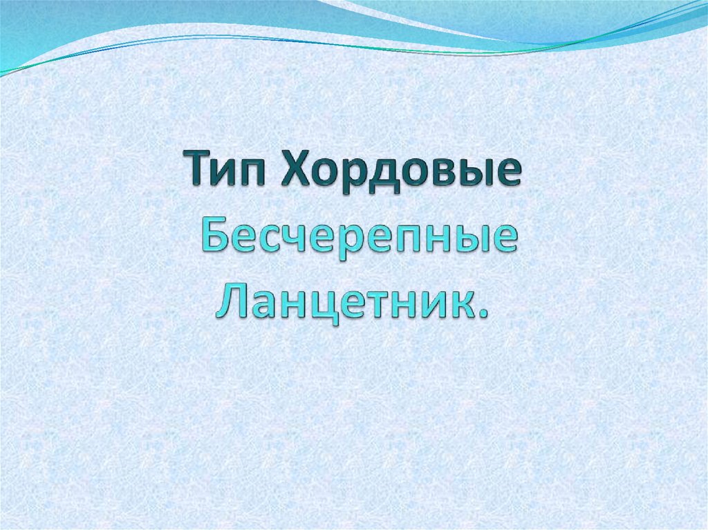 Тип хордовые ланцетник презентация 7 класс биология