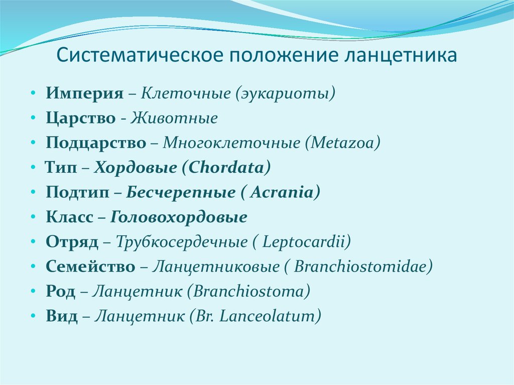 Систематическое положение животных. Царство животных систематика хордовых животных. Ланцетник Европейский систематика. Класс Ланцетники систематика. Систематическое положение ланцетника.