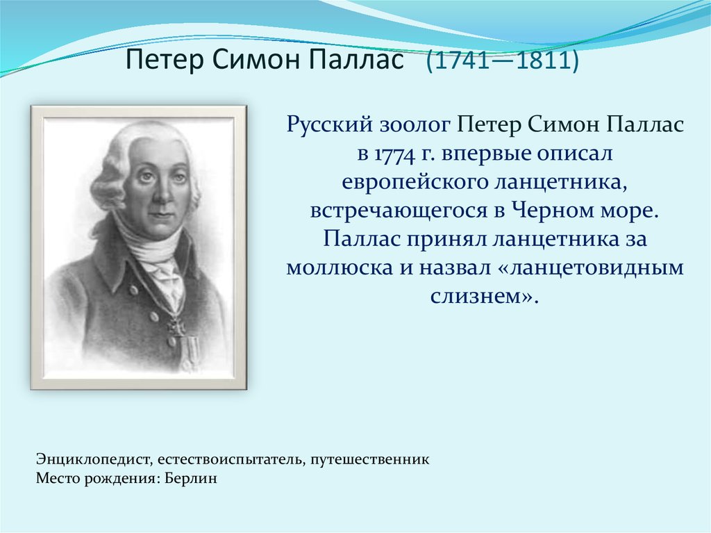 Паллас. Петер Симон Паллас (1741-1811). Паллас Петр Симон открытия. Петр Паллас вклад в биологию. Петр Симон Паллас вклад в биологию.