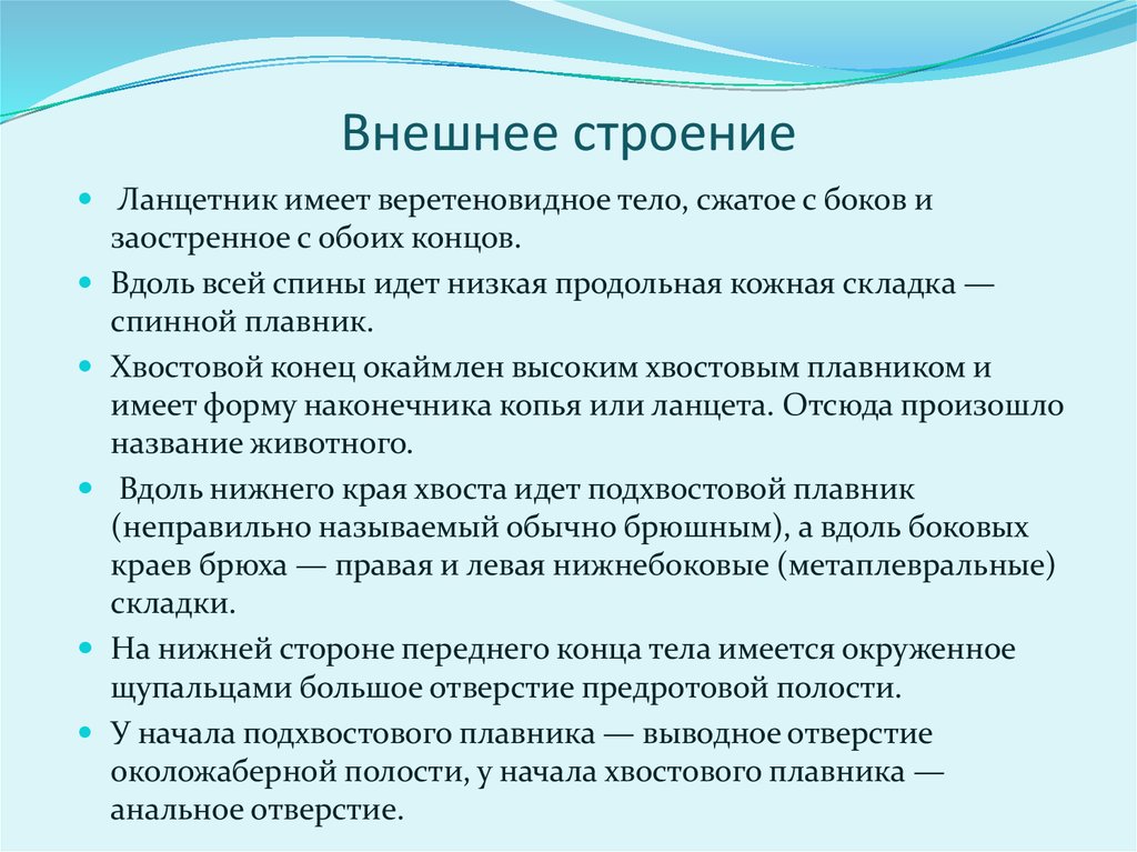 Тип хордовые ланцетник презентация 7 класс биология