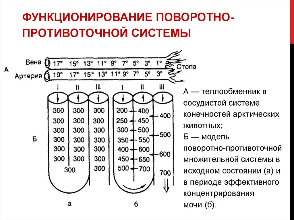 Схема поворотно противоточной множительной системы почек