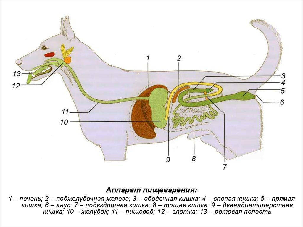 Слепая кишка у животных. Схема расположения органов пищеварения собаки. Поджелудочная железа собаки анатомия. Схема органов пищеварительной системы у собаки. Схема пищеварительного аппарата коровы.