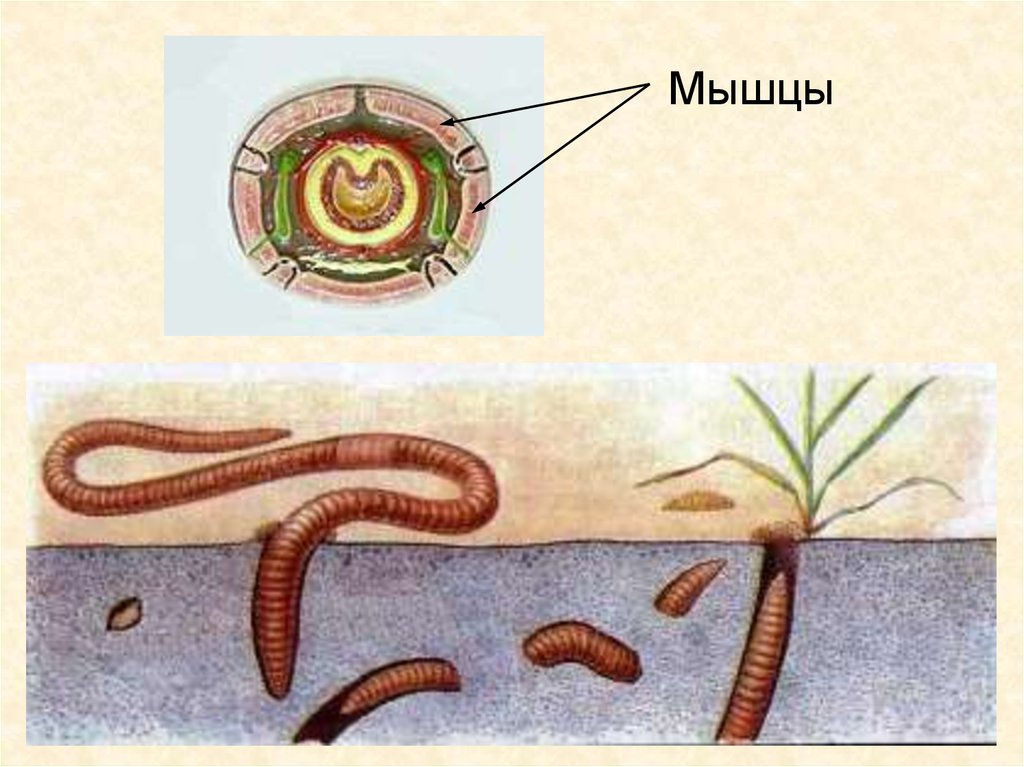 Кольчатый червь рисунок