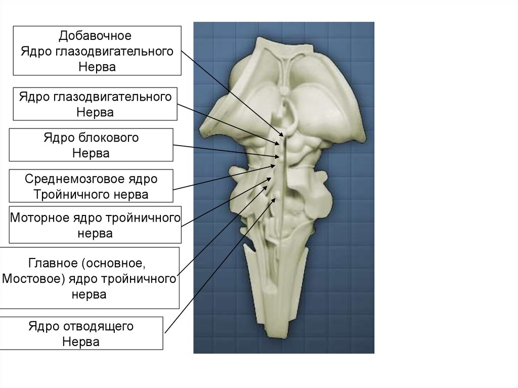 Глазодвигательный нерв находится. Добавочное ядро глазодвигательного нерва. Глазодвигательный нерв в стволе мозга. Блоковый нерв ствол мозга. Двигательное ядро глазодвигательного нерва.