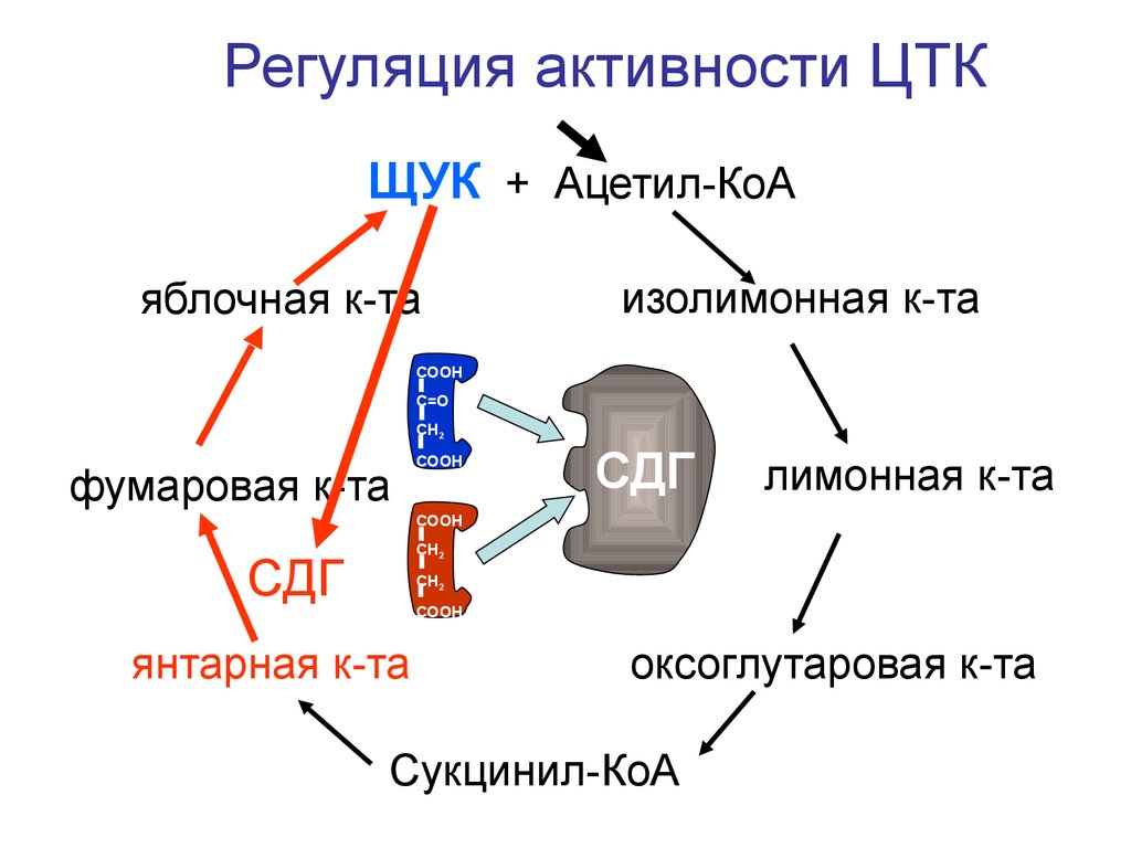 Регуляция обмена веществ витамины