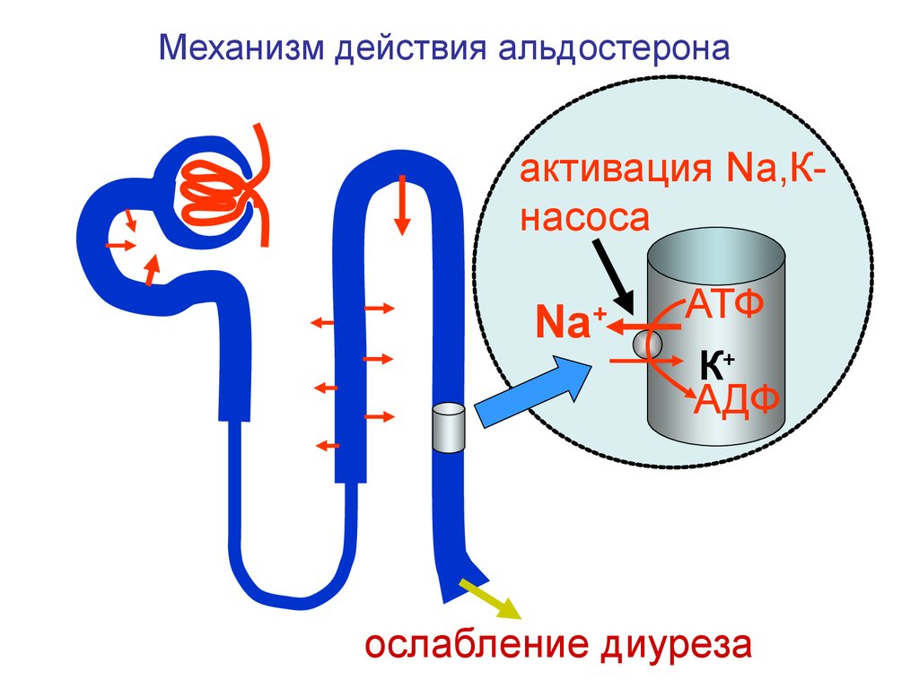 Механизмы диуреза. Влияние альдостерона на водно-солевой обмен. Альдостерон механизм действия. Альдостерон схема действия. Механизм действия альдостерона схема.