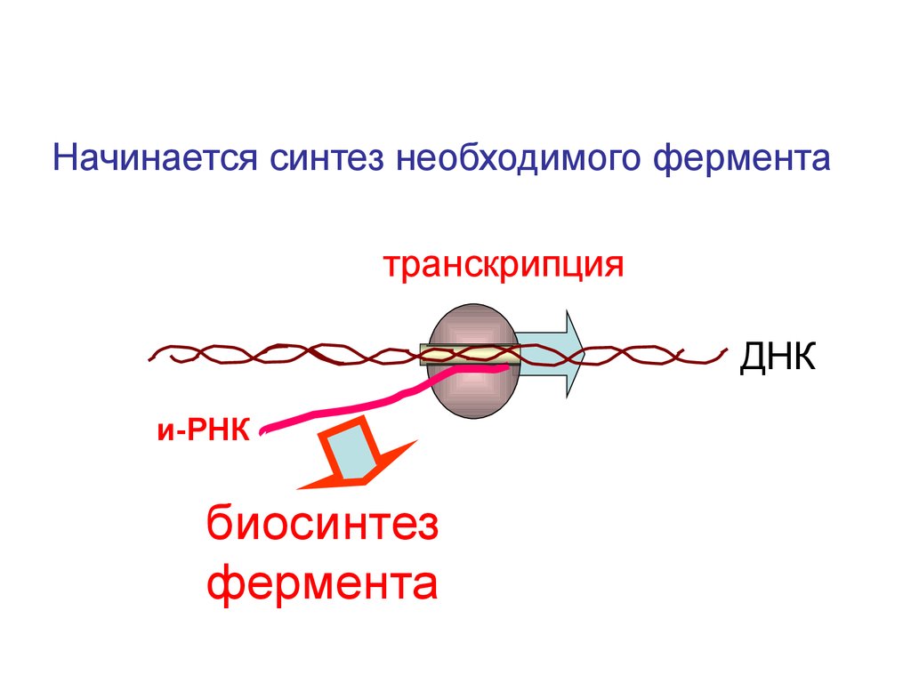 Необходимы для синтеза в. Ферменты транскрипции. Основной фермент транскрипции. Биосинтез РНК (транскрипция) ферменты. Транскрипция ДНК ферменты.