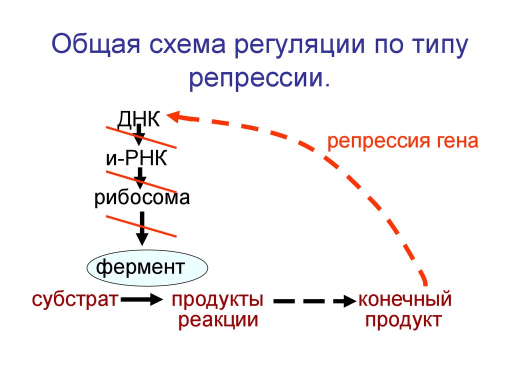 Регуляция обмена веществ витамины. Схема регуляции реакции Бойко. Обмен клеток в течении дня.