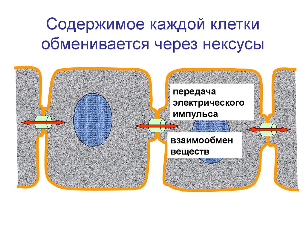 Каждый из клеток. Строение Нексуса. Нексус физиология. Нексусы сердечной ткани. Нексус в клетке.