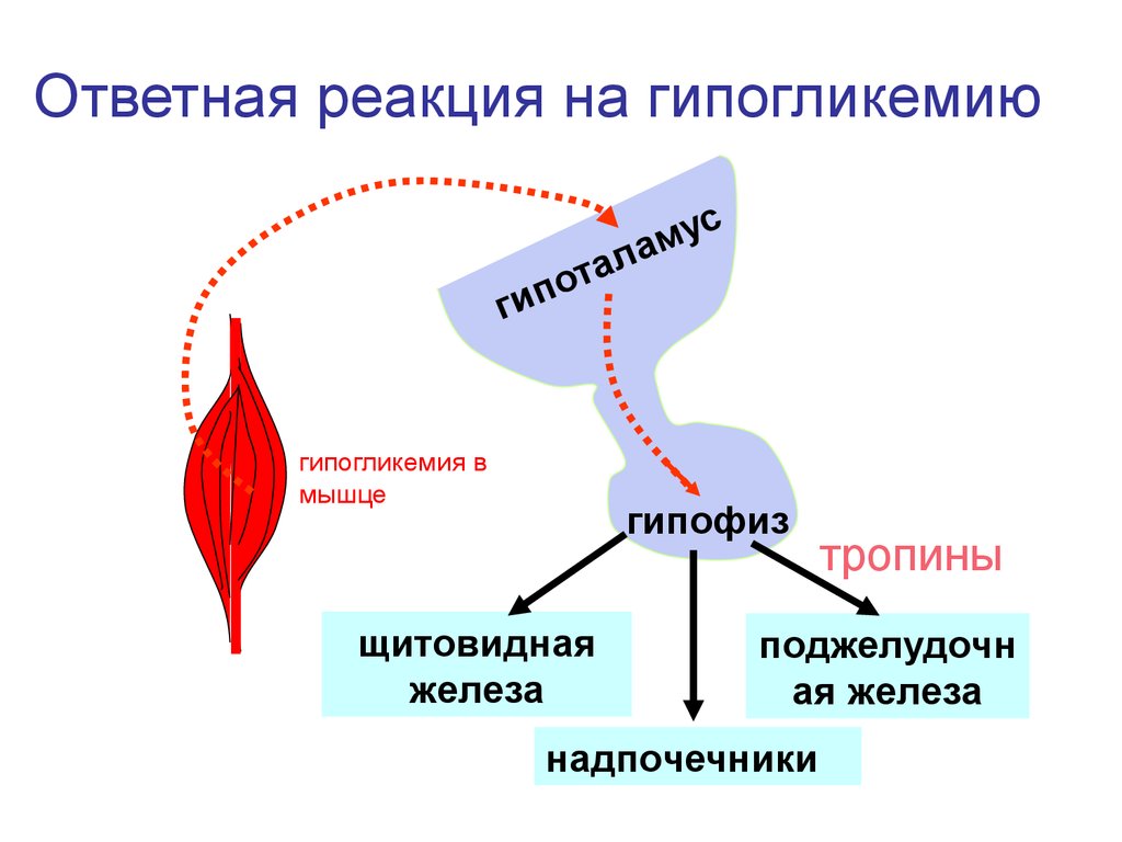 Регуляция обмена веществ. Лимитирующие реакции в регуляции обменных процессов. Тропины. Функция Тропина. Две Тропины.