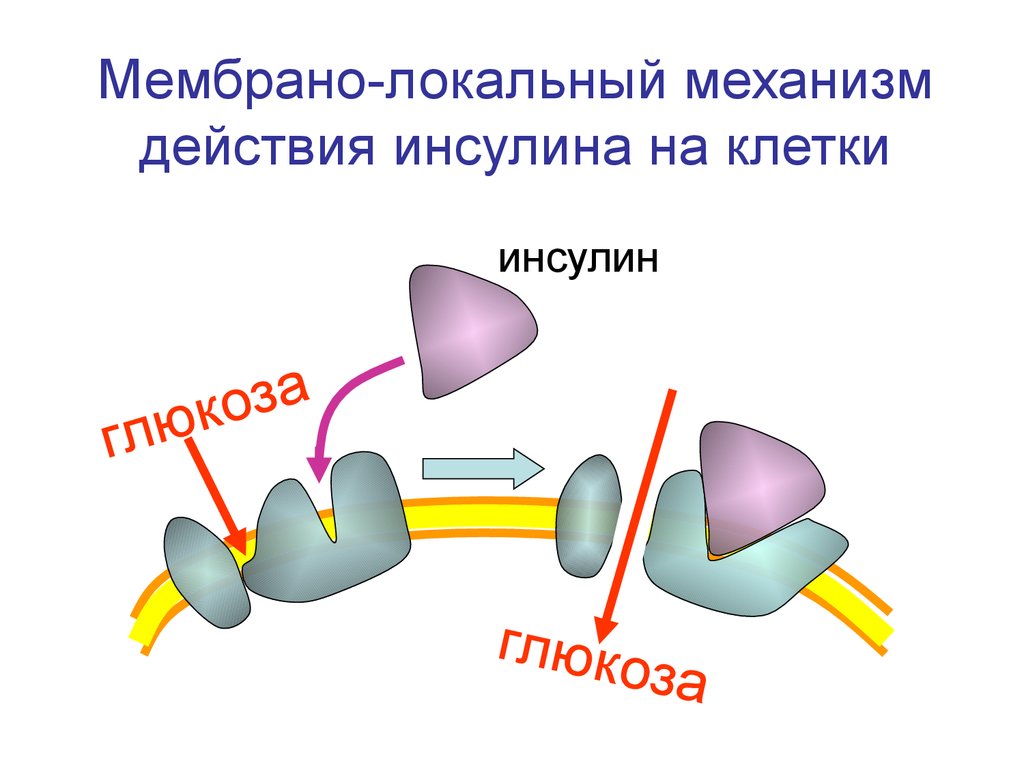 Обмена действия. Механизм действия инсулина. Механизм действия инсулина схема. Механизм действия гормона инсулина. Мембранно локальный механизм действия инсулина.