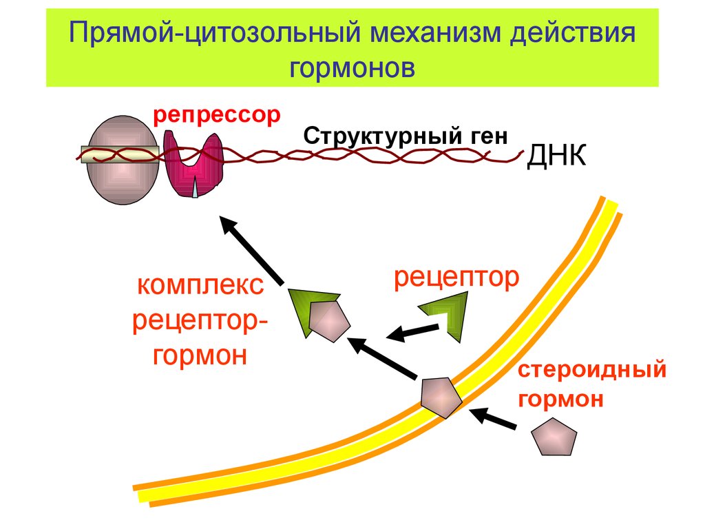 Мембранный механизм действия гормонов схема