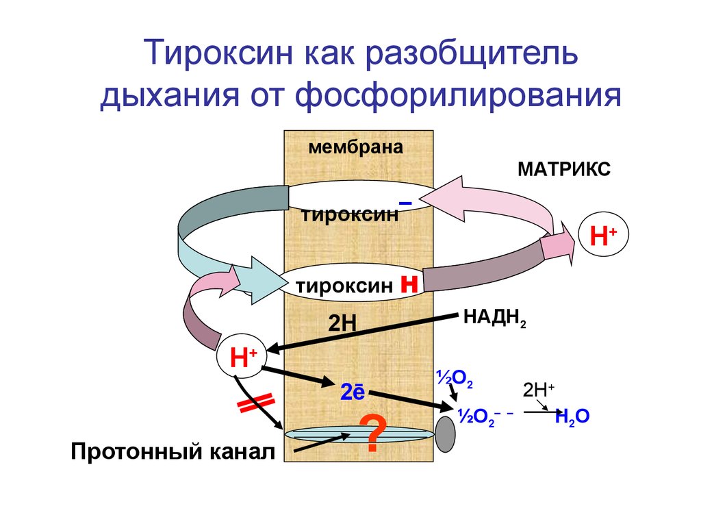 Синтез белка в митохондриях. Тироксин разобщитель дыхательной цепи. Механизм разобщения дыхания и фосфорилирования. Разобщители окислительного фосфорилирования. Разобщение тканевого дыхания и окислительного фосфорилирования.