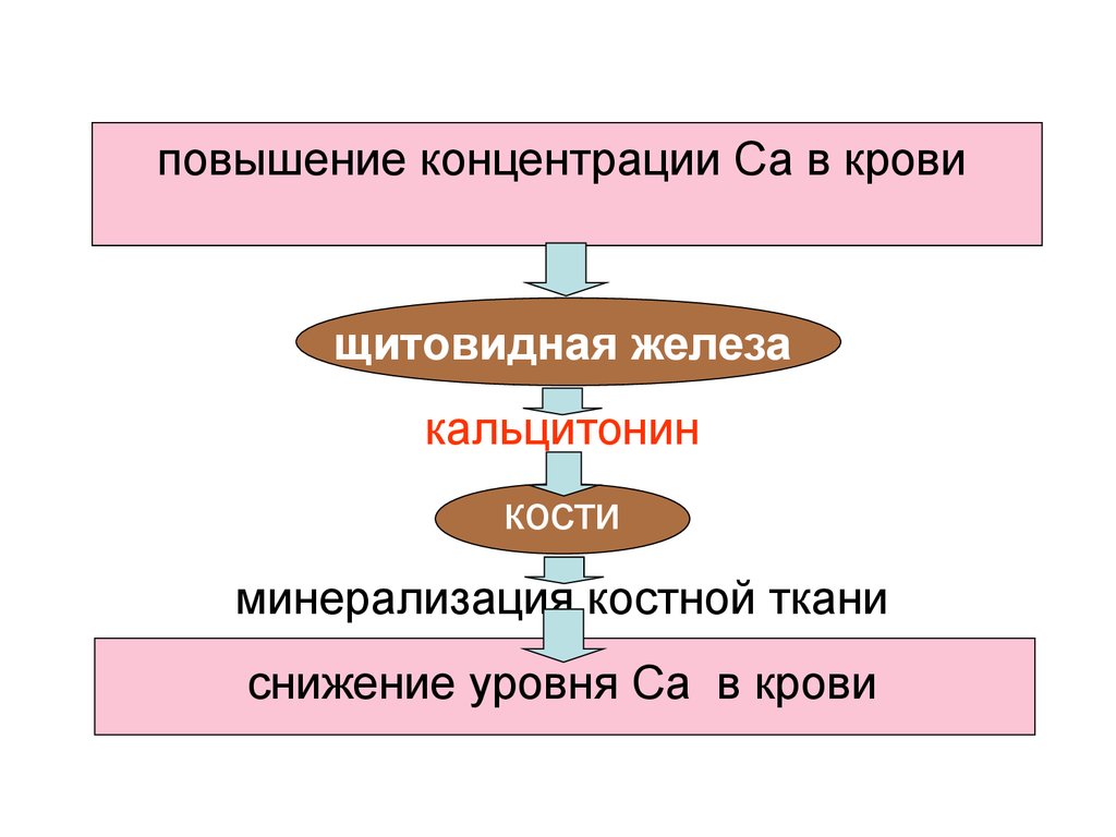 Регулятор обмена веществ. Структура текста рассуждения. Структура текта рассуждения. Строение текста рассуждения. Виды структуры текста.