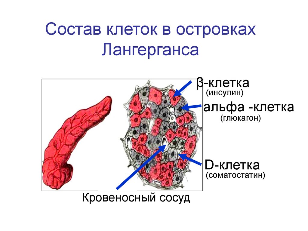 Клетки поджелудочной железы. Гормон бета-клеток поджелудочной железы. Альфа и бета клетки поджелудочной железы. Клетки поджелудочной железы вырабатывающие инсулин. Клеточный состав островков Лангерганса.