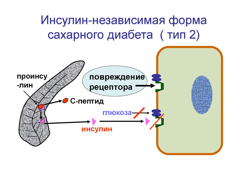 Независимая форма. Сахарный диабет 1 типа инсулин. Сахарный диабет 1 типа с пептид. С-пептид при сахарном диабете 1 типа. С пептид при сахарном диабете 2 типа норма.