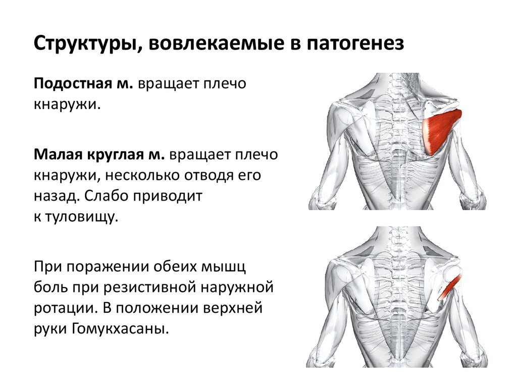 Надостная мышца плеча фото где находится