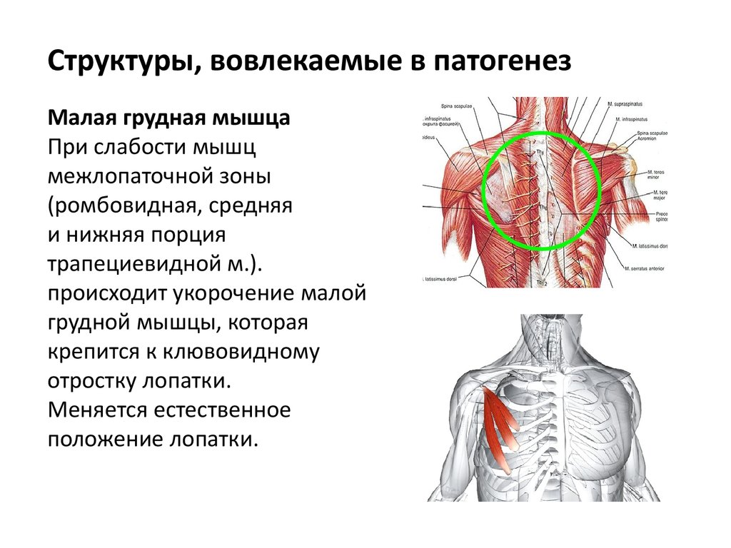 Малая грудная мышца