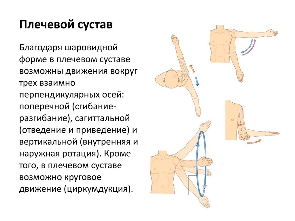 Плечелопаточный периартрит шифр. Форма плечевого сустава. Наружная ротация плечевого сустава. Круговые движения в плечевом суставе. Циркумдукция в плечевом суставе.