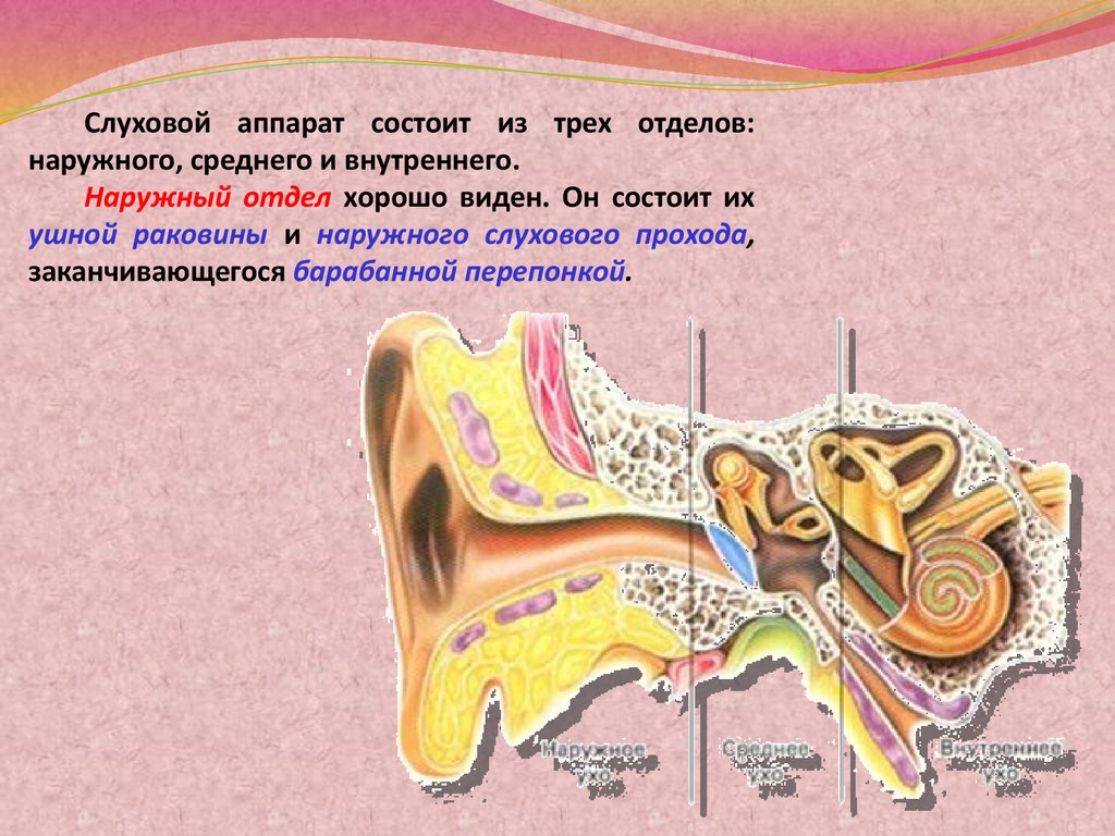 Слуховые косточки состоят из. Ушная раковина наружный слуховой проход барабанная перепонка. Наружный слуховой проход заканчивается барабанной перепонкой.. Отдел ушная раковина, наружный слуховой проход, барабанная перепонка.