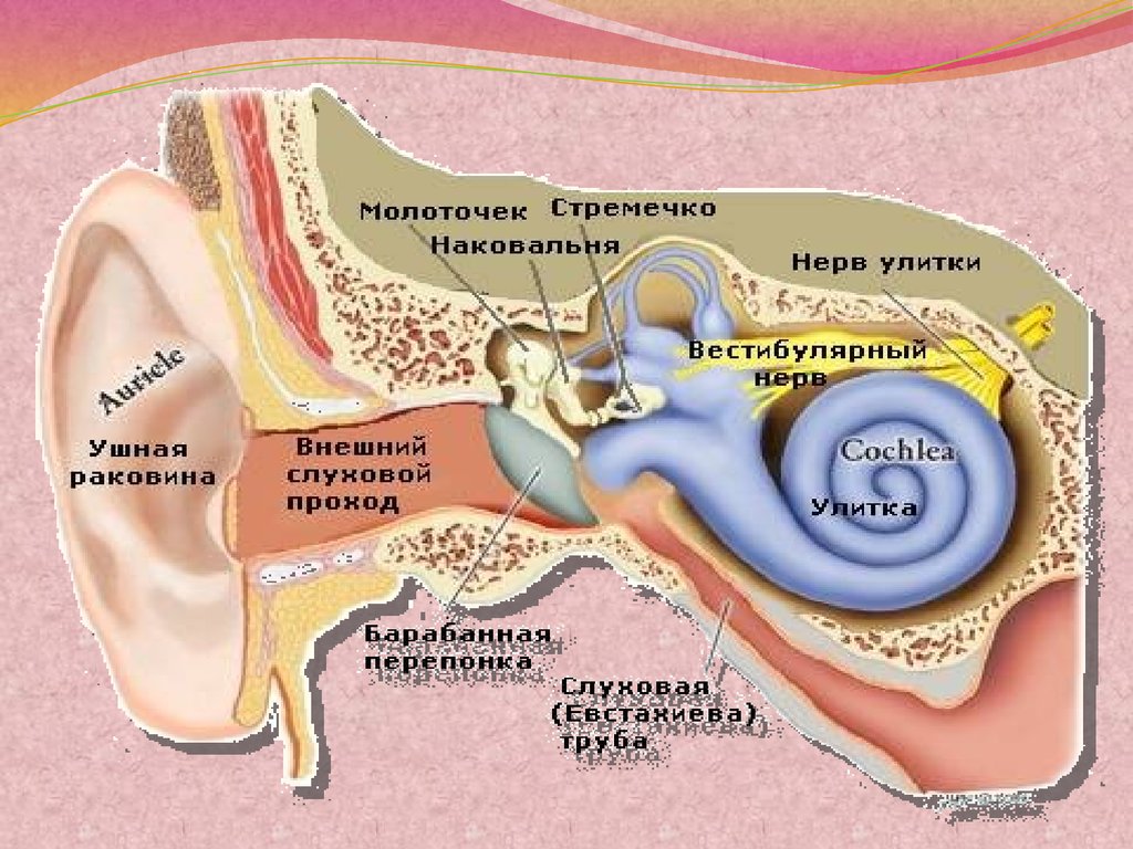 Устройство ушной раковины. Слуховой аппарат строение анатомия. Слуховой аппарат ухо строение. Строение слухового аппарата 1 класс. Слуховой аппарат внутреннего уха анатомия.