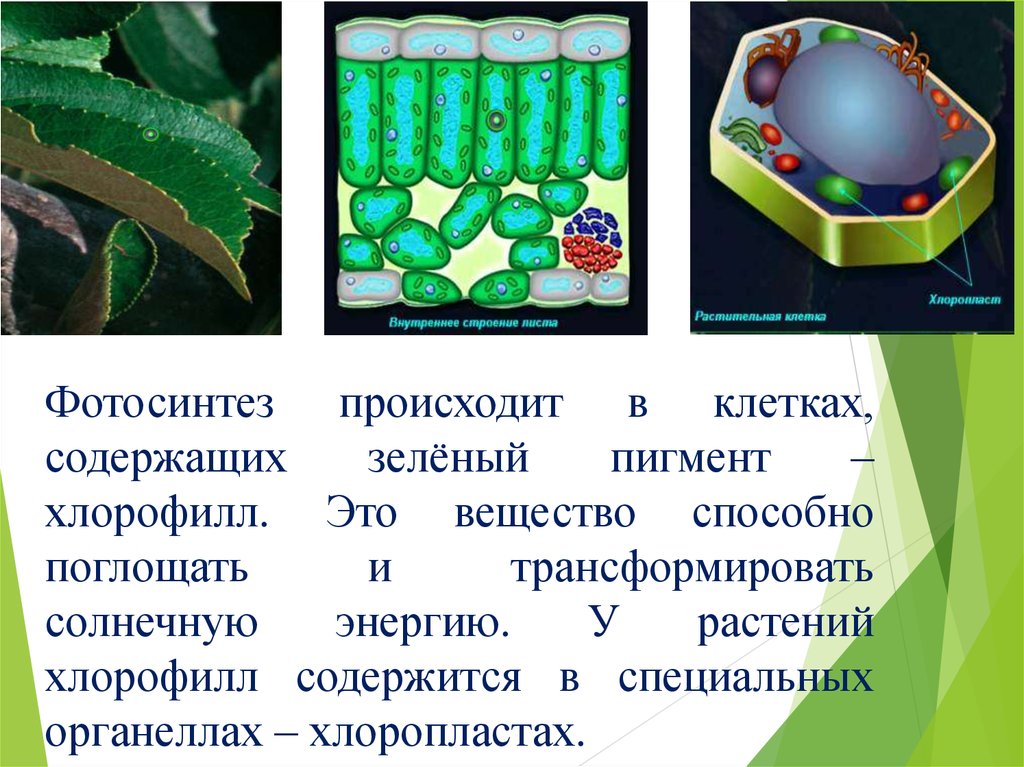 В растении хлорофилл содержится в. Хлорофилл в растительной клетке. Хлорофилл в клетках растения. Содержит зелёный пигмент — хлорофилл в клетках. Фотосинтез в клетках растений.