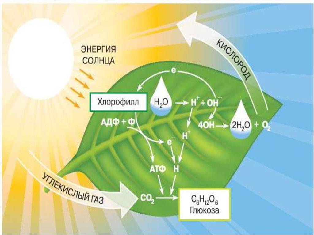 Способны использовать энергию света. Хлорофилл схема фотосинтеза. Схема Солнечная энергия фотосинтез. Энергия солнечного света схема фотосинтеза. Хлорофилл в процессе фотосинтеза.