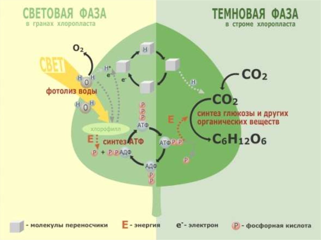 Фотолиз синтез газа. Световая и темновая фаза фотосинтеза. Световая и темновая стадия фотосинтеза фазы. Схема Темновой фазы фотосинтеза. Световая фаза фотосинтеза темновая фаза фотосинтеза.