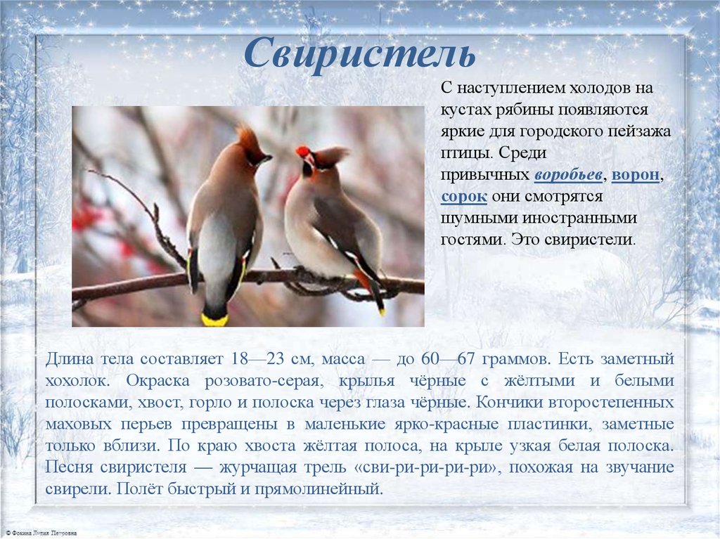 Текст про птиц 5 класс. Доклад про птицу свиристель. Доклад о свиристели. Свиристель птица описание для детей 2 класса. Свиристель ареал обитания.