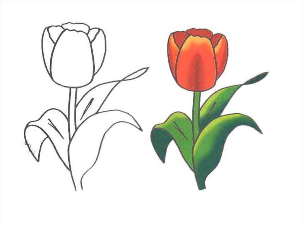 Нарисовать рисунок тюльпаны. Тюльпаны карандашом. Рисование цветов для детей. Тюльпаны рисунок карандашом. Пошаговое рисование тюльпанов.