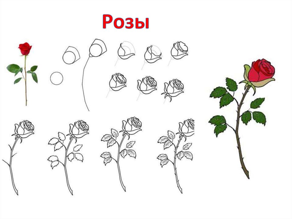 Как нарисовать розу ребенку 5 лет