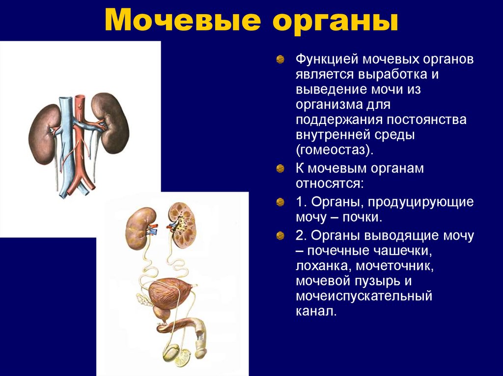 Почки мочевой пузырь мочевыводящие пути на картинке