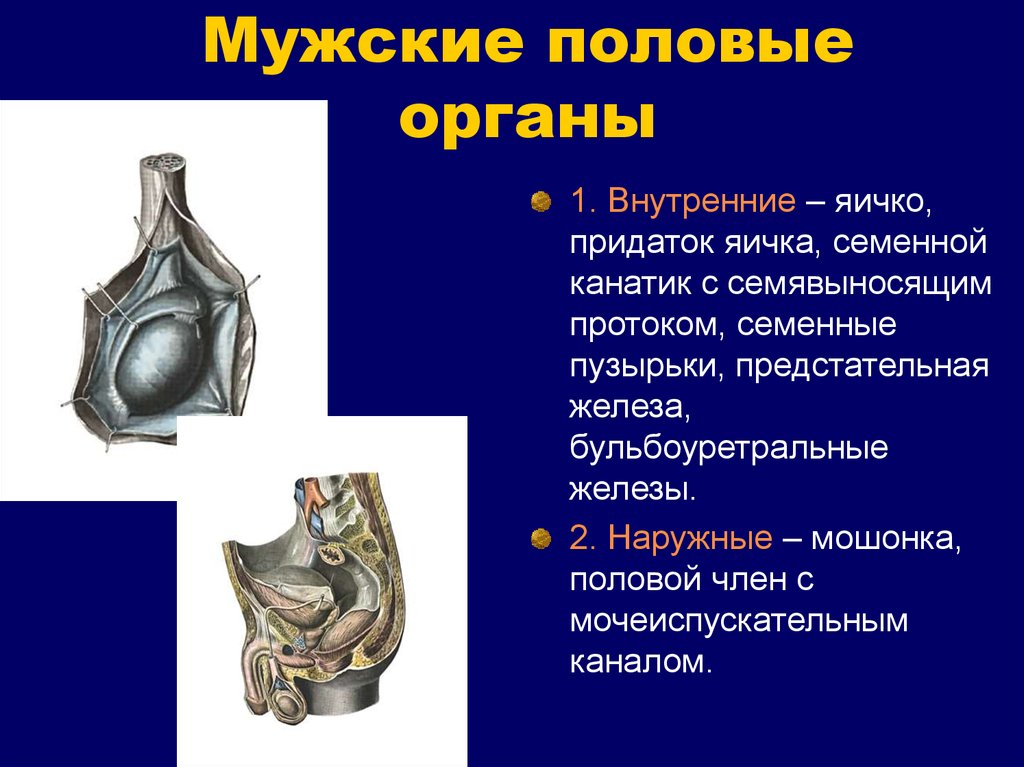 Внутренние и наружные мужские органы. Наружные мужские половые органы. Семенной канатик строение. Составные части семенного канатика.