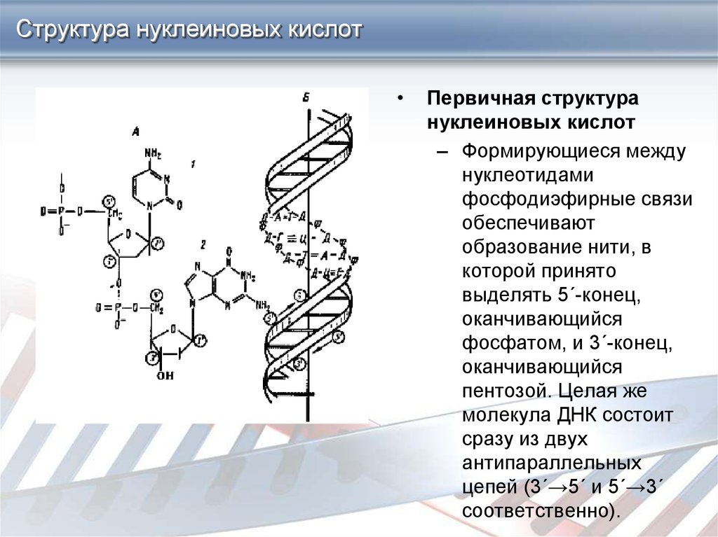 Нуклеиновые кислоты состоят из молекул. Структура нуклеиновых кислот первичная структура. Строение нуклеиновых кислот первичная структура. Первичная структура нуклеиновых кислот ДНК. Вторичная структура нуклеиновых кислот формула.