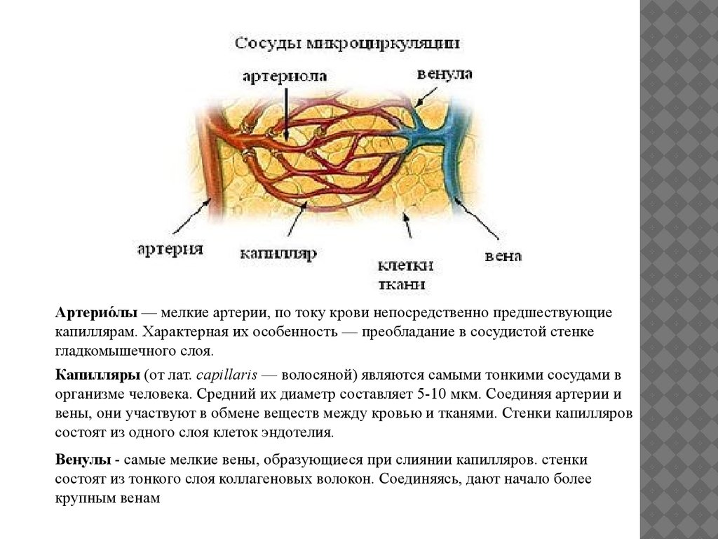 Стенки образованы 1 слоем клеток. Строение стенок артерий артериол вен венул капилляров. Артерии и артериолы. Строение артериолы человека. Строение артериолы и венулы.