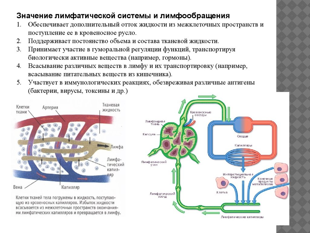 Состав лимфы схема