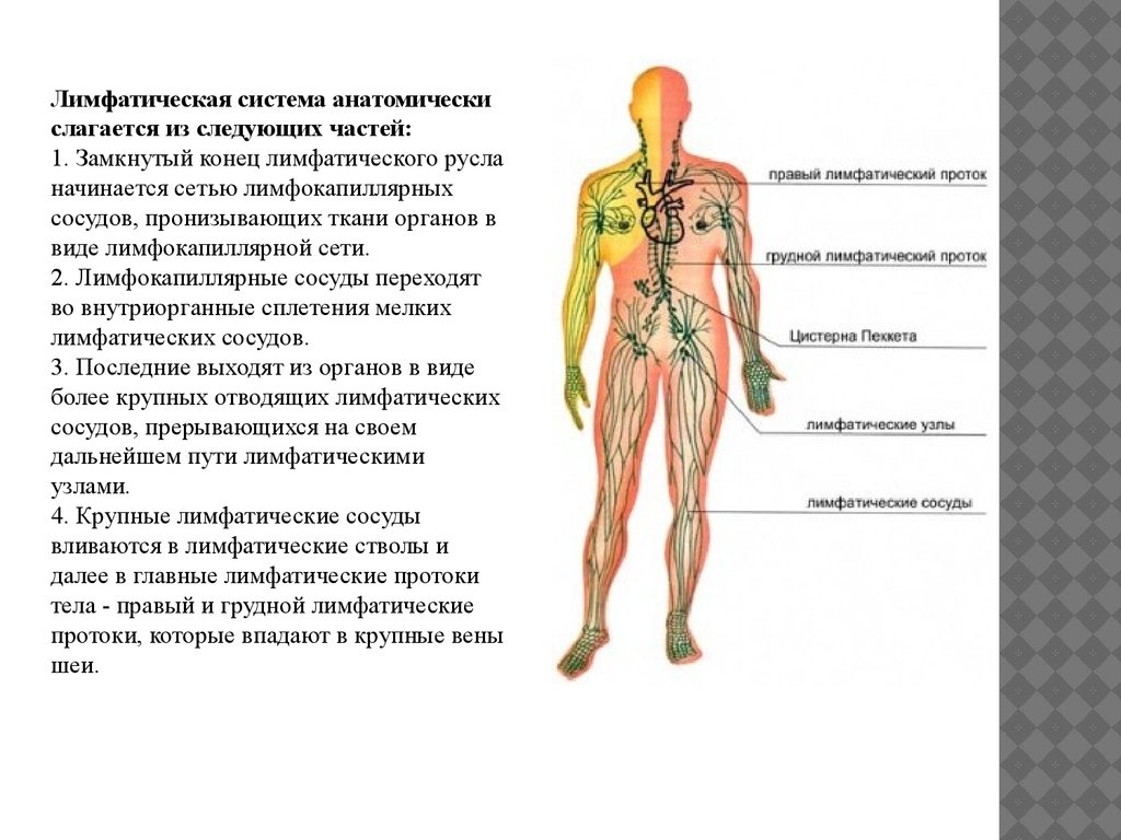 Функции выполняет лимфа в организме человека