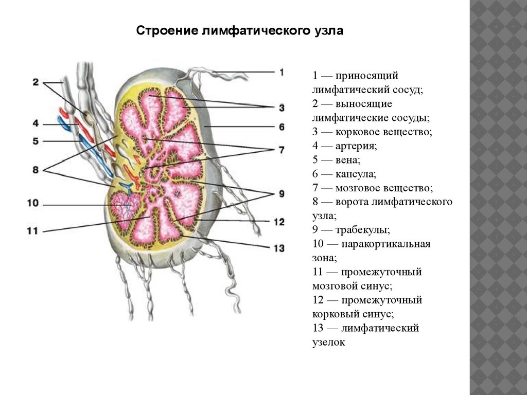 Лимфатические узлы на латинском. Лимфоузлы почки анатомия. Строение лимфатического сосуда и лимфатического узла. Строение лимфатических сосудов и узлов. Почка строение лимфатический сосуд.