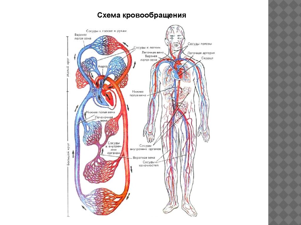 Схема кровоснабжения человека