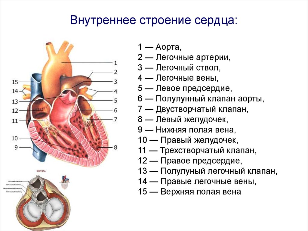 Сердце картинки с подписями анатомия