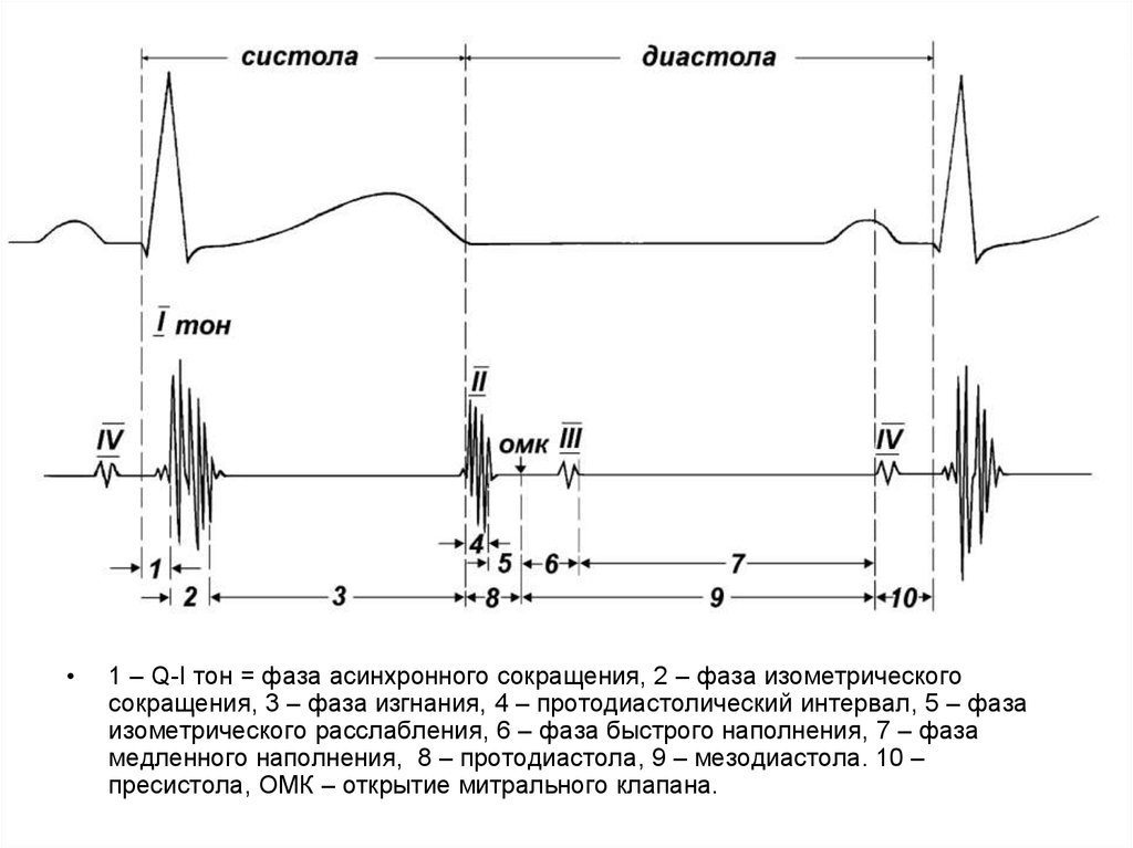 Систола и диастола. Систола и диастола на ЭКГ. Фаза изометрического сокращения. Фаза асинхронного сокращения. Фаза асинхронного сокращения сердца.